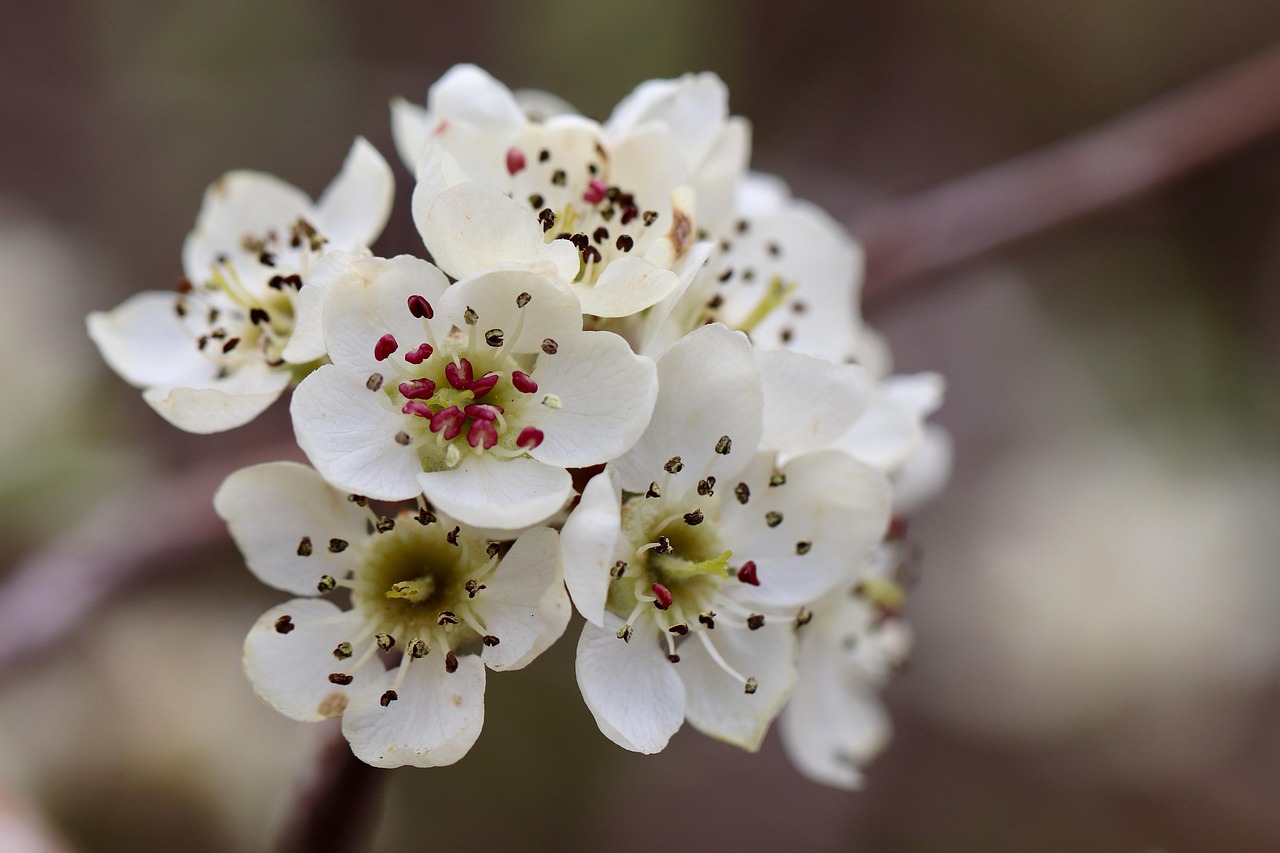 willow-leaved pear pear pear tree blossom blossom stamens petals pyrus salicifolia blossom bloom nature pistils white spring pome fruit family bloom