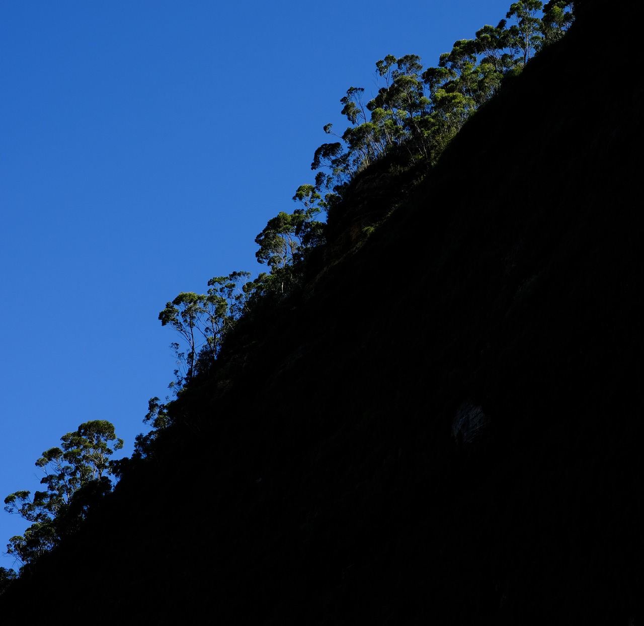 trees eucalyptus forest eucalyptus trees eucalyptuses nature eucalyptus blue rubber trees