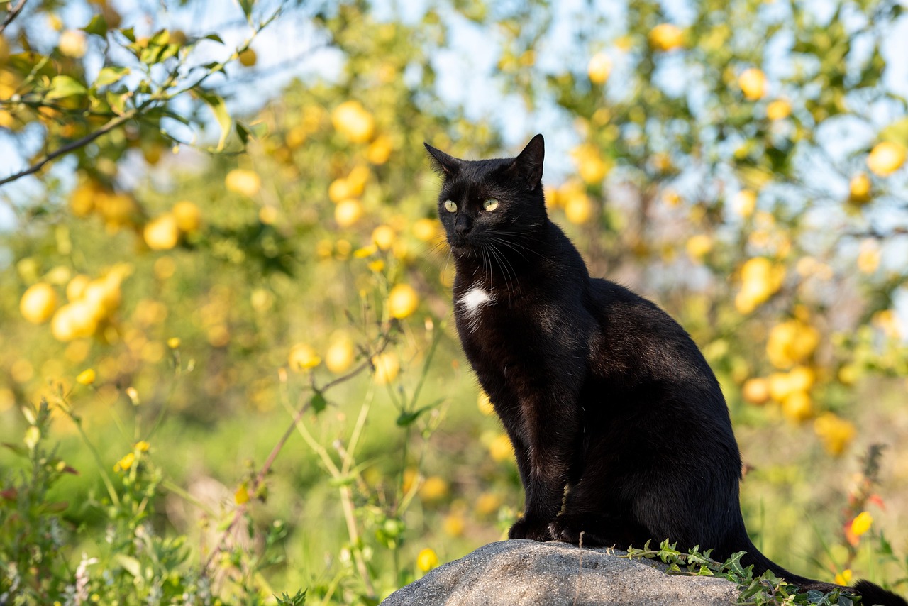 cat  mammal  animal  black cat  pet  feline  nature  domestic cat  domestic animal  lemon grove  portrait