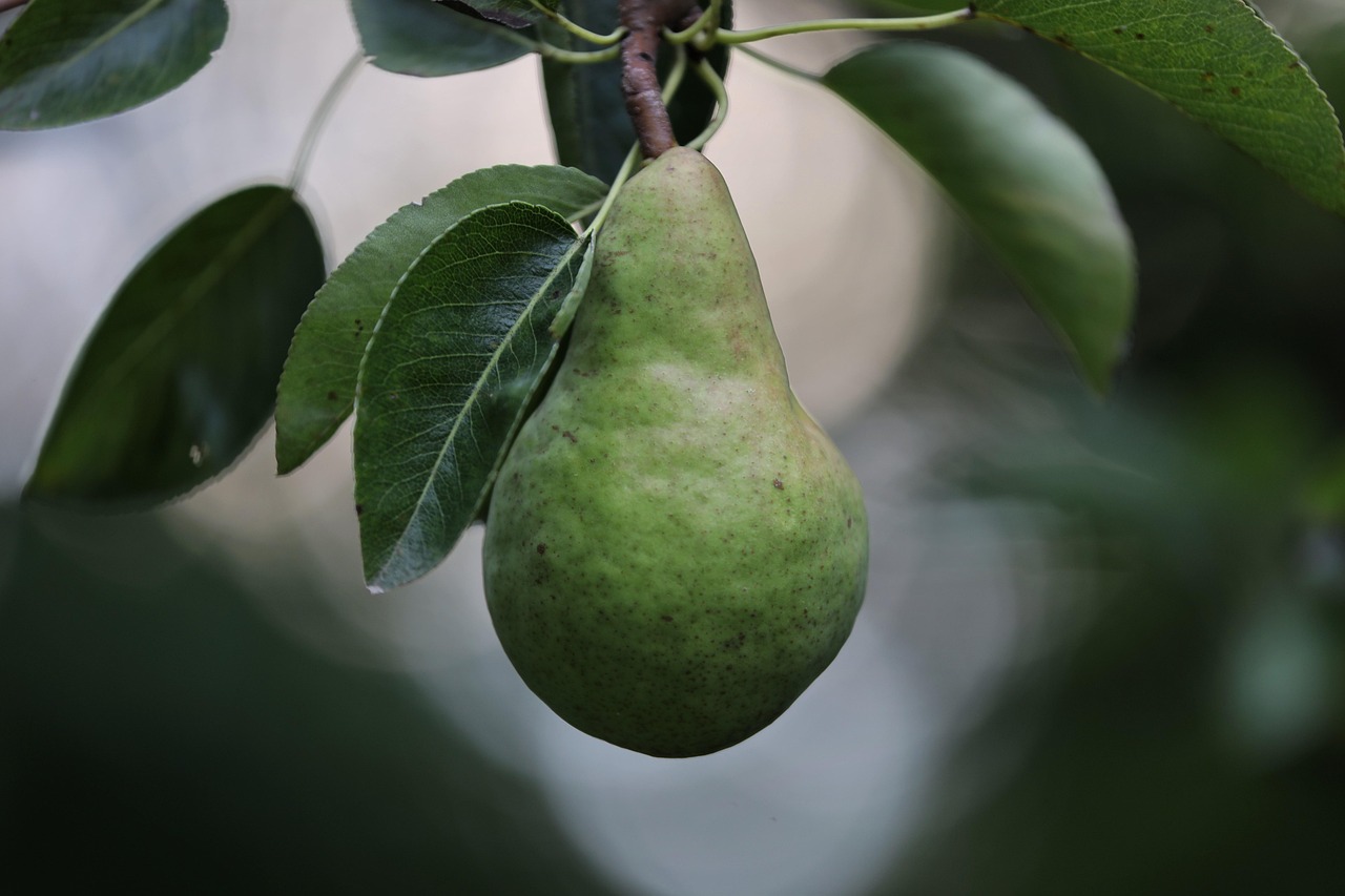 pear  fruit  food  tree  williams pear  summer  ripening  nature  pear  pear  pear  pear  pear