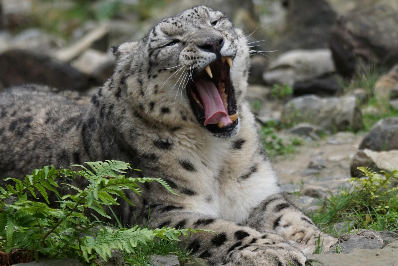 snow leopard predator boredom dormant snow leopard snow leopard snow leopard snow leopard snow leopard