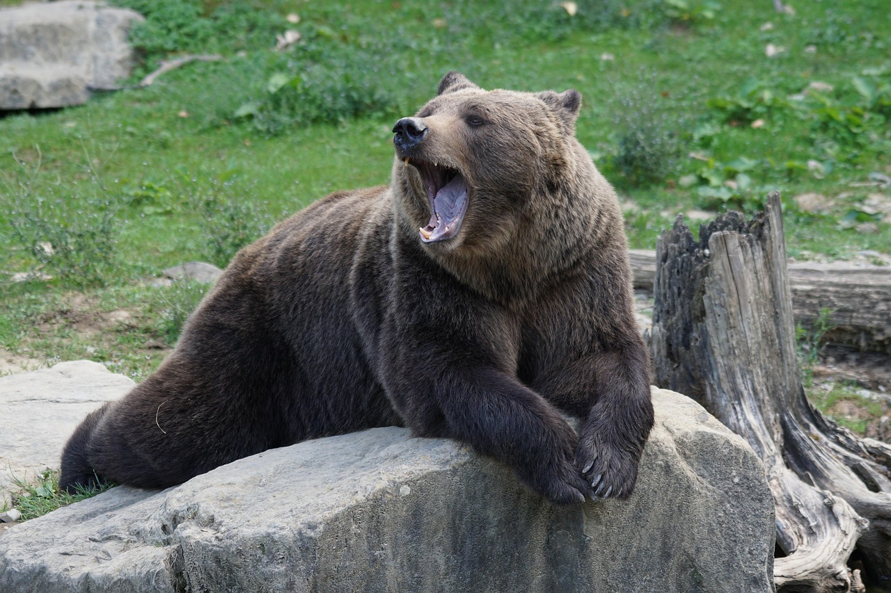 brown bear bear zoo yawning dormant weary brown bear bear bear bear bear bear