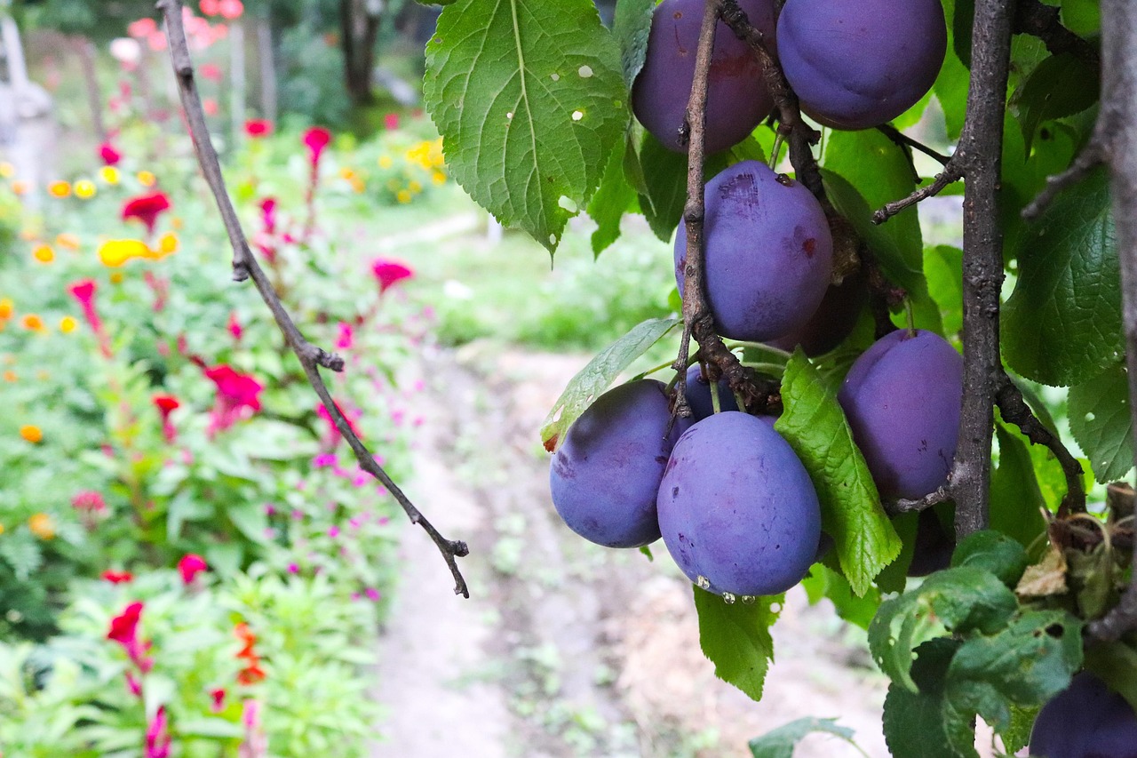 prune nature prune tree prunes picture garden