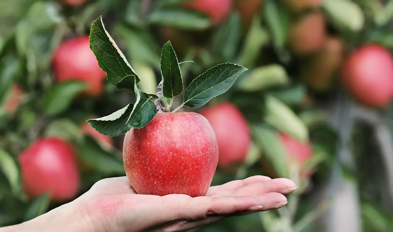 apple red hand apple plantation yummy fruit vitamins fresh nature healthy ripe pome fruit family orchards trees fruit trees fall harvest harvested give proffering to hand over apple harvest present keep show offer apple apple apple apple apple