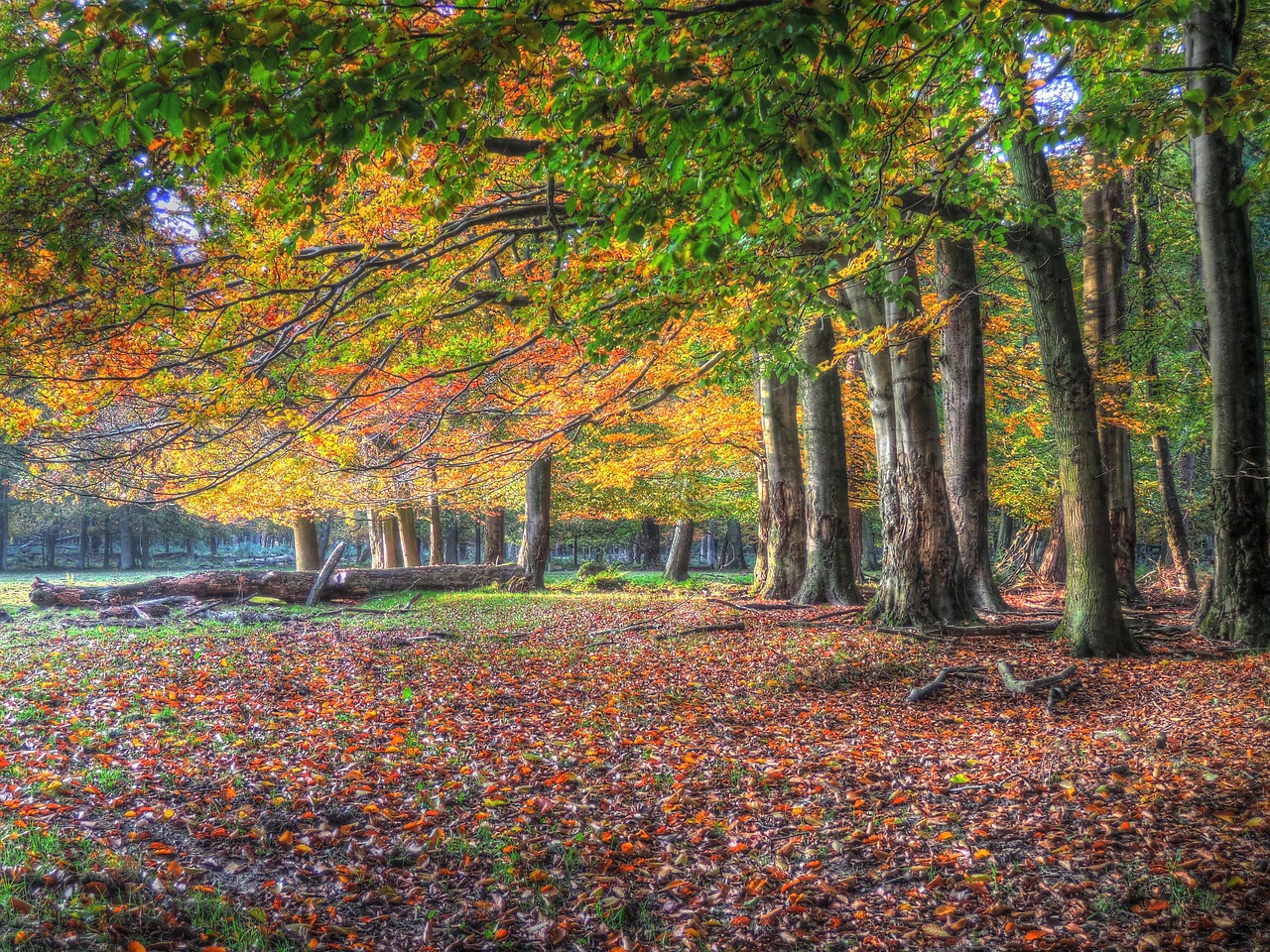 recovery forest nature leaves