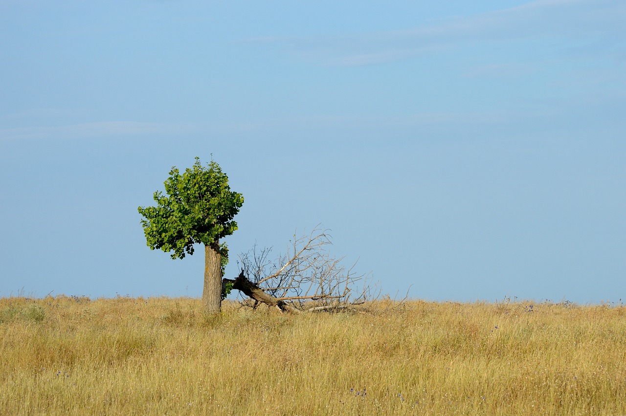 tree loneliness revival recovery tired one nature lonely