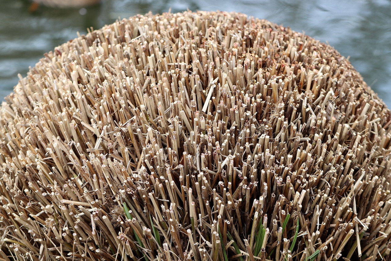 pruning garden shrub dry faded nature plant pruning pruning pruning pruning pruning