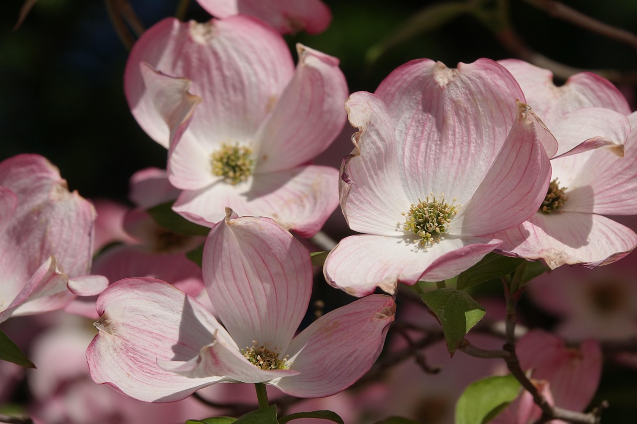 crabapple tree nature blossoms spring
