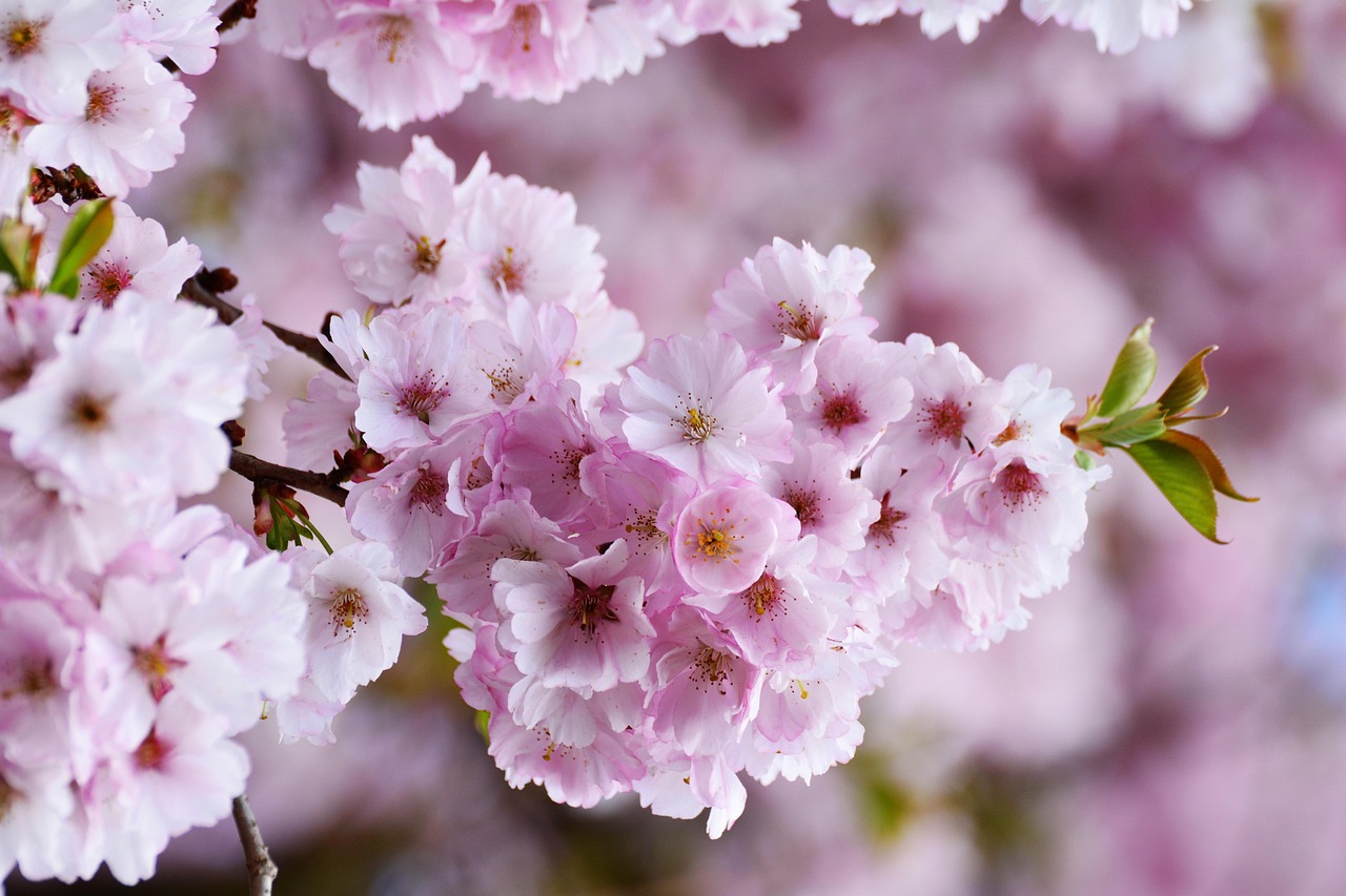 cherry blossoms japanese cherry tree blossoms pink flower wallpaper flower nature flower background plant blossom bloom tree branch bloom full bloom flowering trees beautiful flowers spring