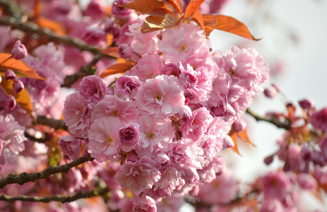 flower cherry blossoms oriental cherry east asian cherry spring spring awakening prunus serrulata japanese cherry flora beautiful flowers nature blooming branches bloom japanese cherry blossom flower magic blossoms flowers cherry blossom flowering branches flower background blooming flower wallpaper japanese cherry blossoms blooms