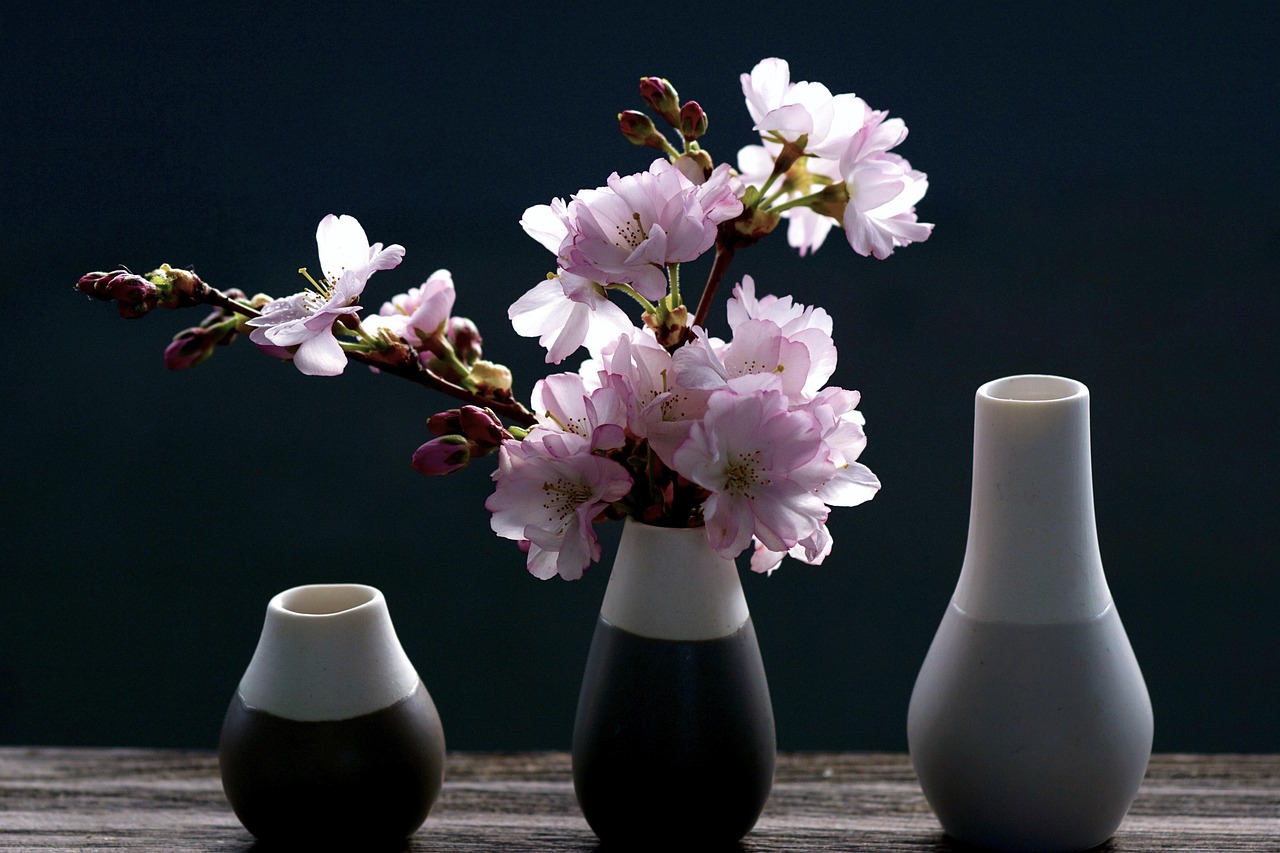cherry blossoms branch pink spring nature blossom bloom sakura bud ornamental cherry vase season decorative cherry blossoms spring spring sakura sakura vase vase vase vase vase