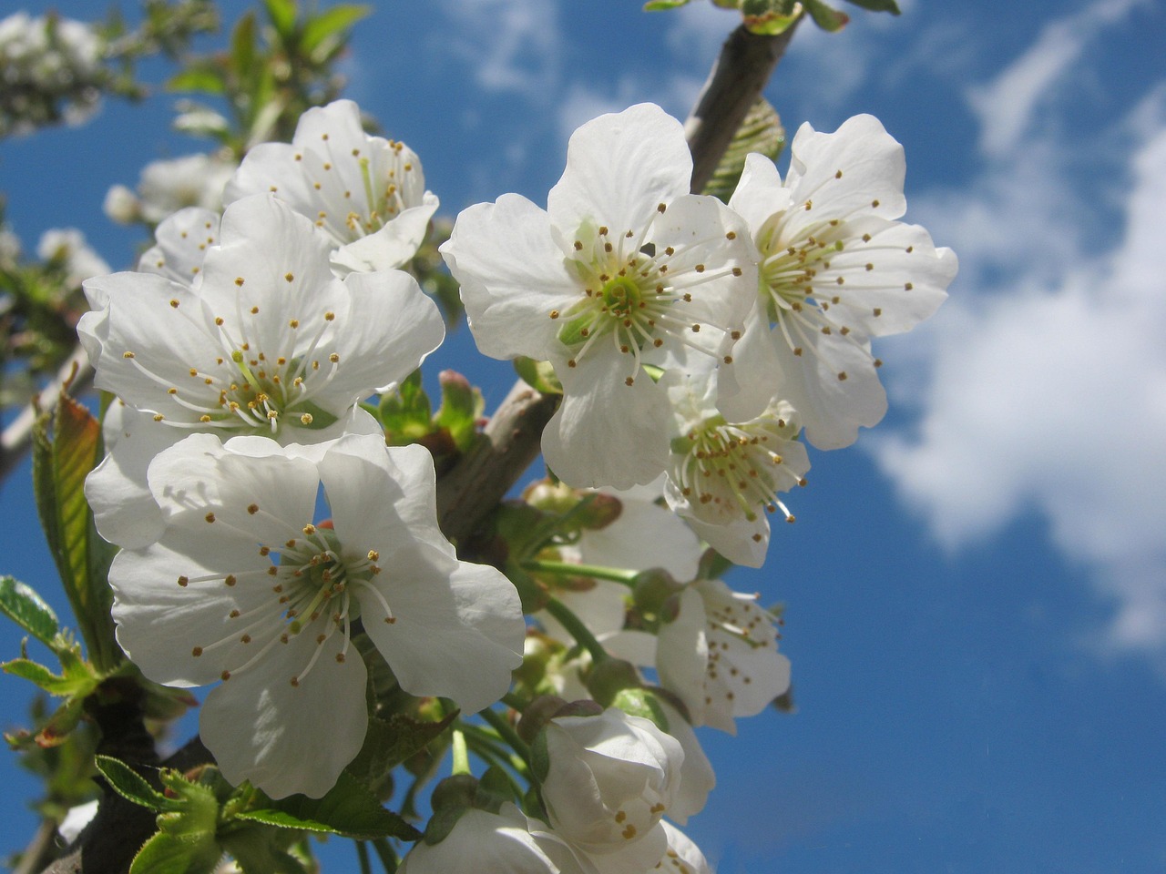 cherry blossom blossom bloom white sunny nature spring tree tree pruning fruit fruit tree blossoming garden gardener
