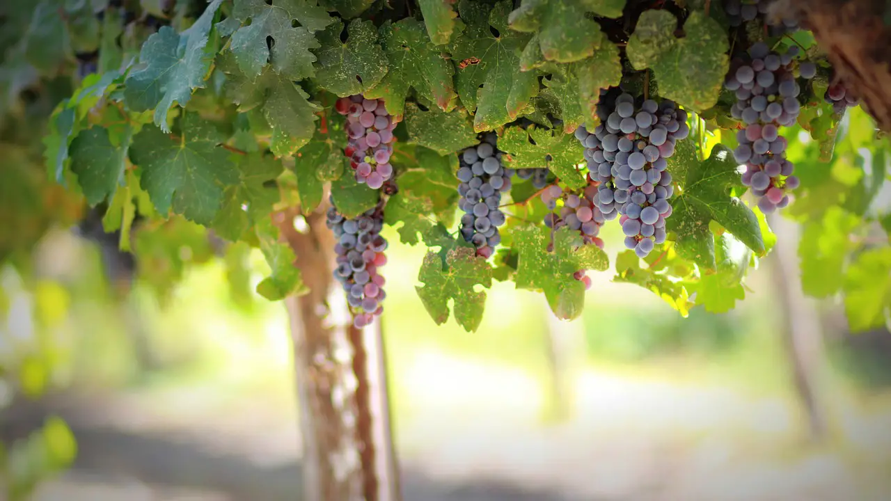 grapes vines grapevines vineyard fruits organic produce harvest viticulture winegrowing rebstock cultivation farming agriculture nature food ripe vineyard vineyard vineyard vineyard vineyard