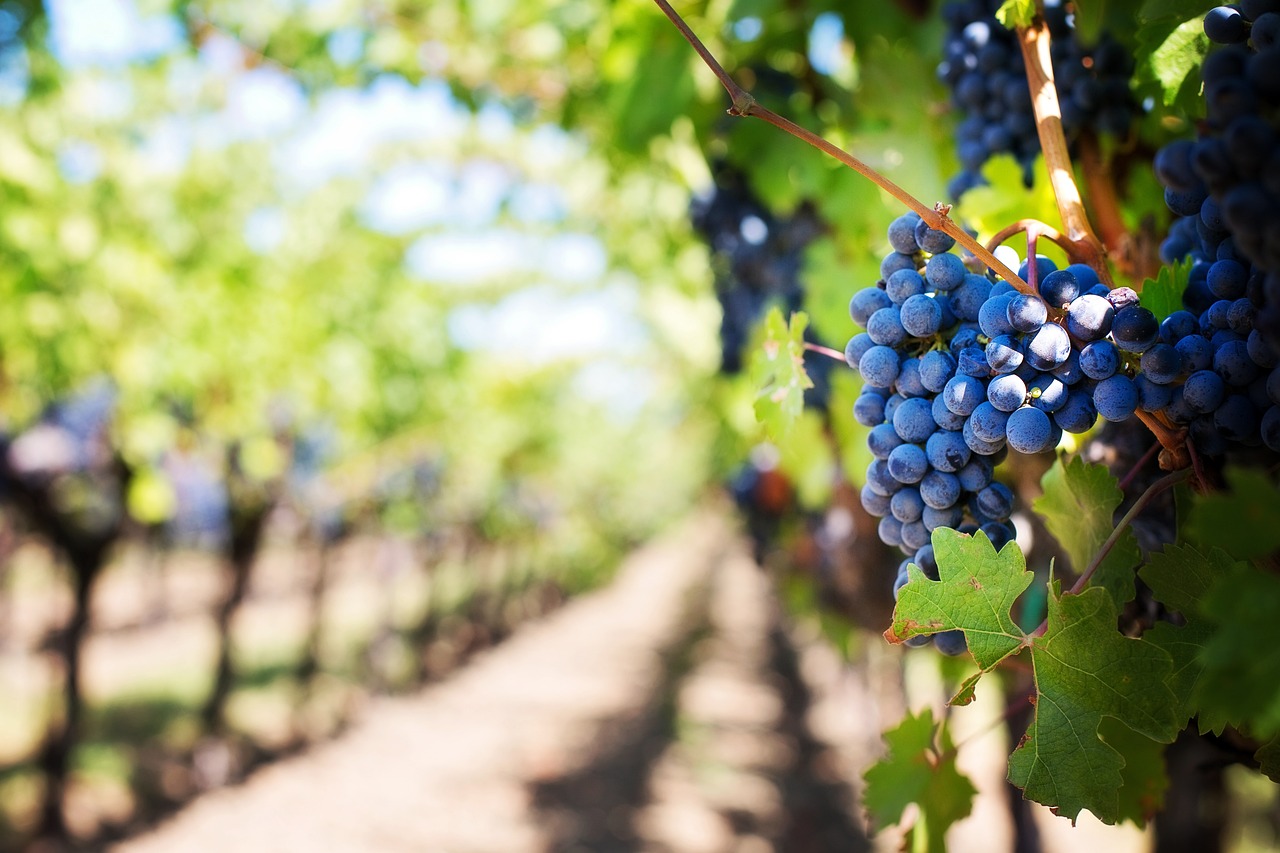 grapes vines grapevines vineyard fruits organic produce harvest viticulture winegrowing rebstock cultivation farming agriculture nature napa valley napa vineyard vineyard vineyard vineyard vineyard vineyard harvest agriculture
