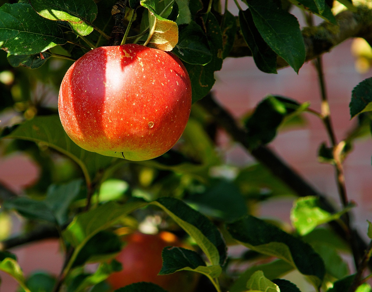 apple  tree  apple orchard  orchard  fresh  fruit  fresh apple  nature  fresh fruit  red apple  harvest  produce  organic