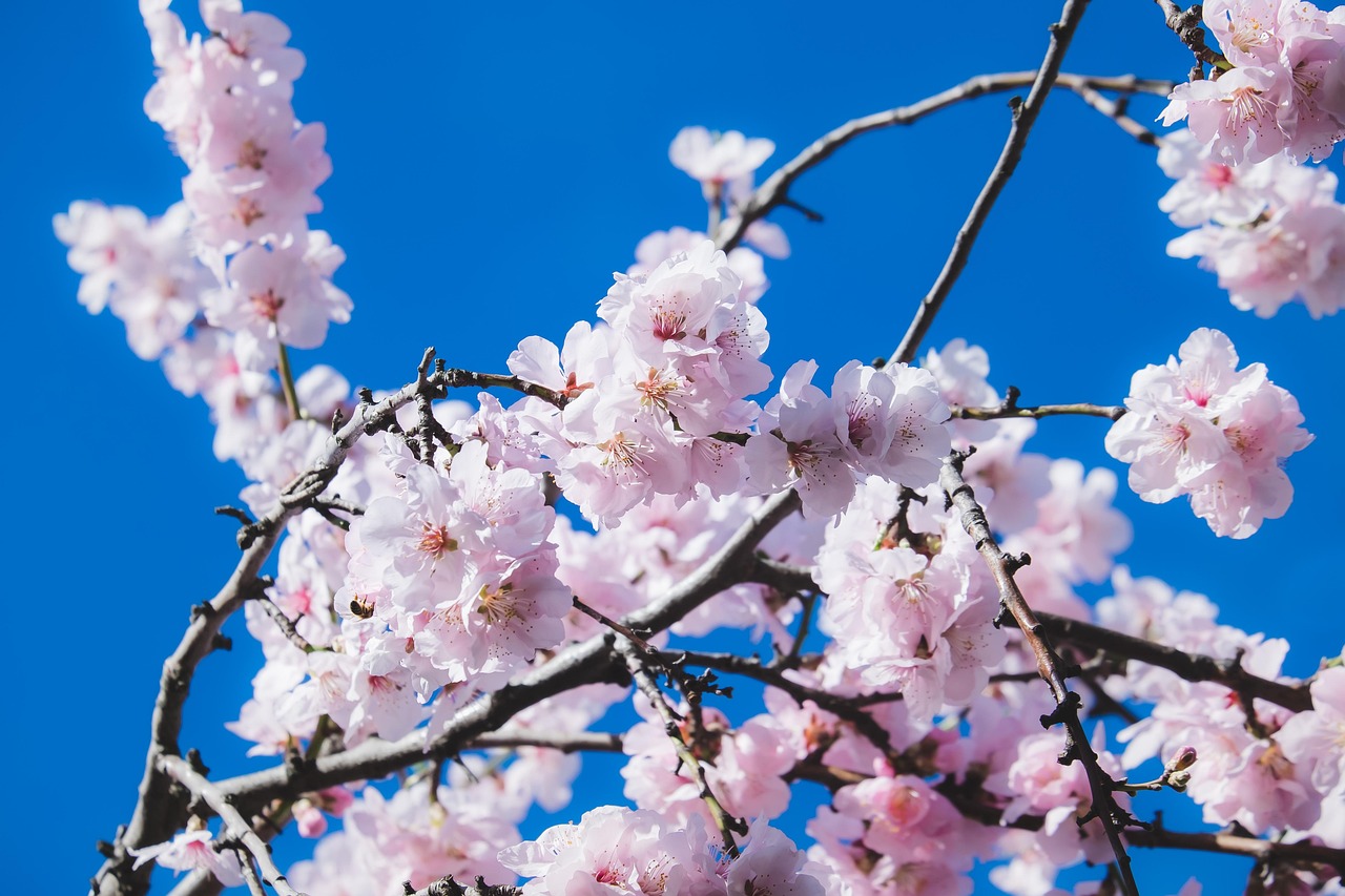 cherry blossoms flowers tree flower wallpaper ornamental cherry flowering twig beautiful flowers branch blossom bloom pink smell yoshino-cherry ornamental plant flower background blütenmeer japanese nature spring