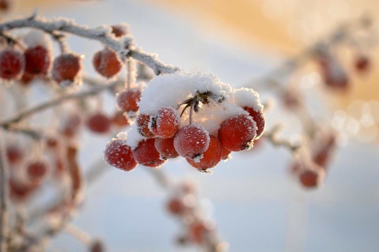 red fruits ice crystals branch snow frozen dwarf crab apples ornamental apples bonsai ornamental apples winter motif cold icy christmas time winter season nature crabapple tree decorative tree ornamental fruit frost hd background lighting mood nature wallpaper winter magic christmas snow snow winter winter winter winter winter winter magic christmas christmas christmas christmas christmas