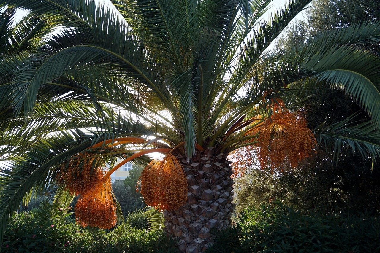 palm dates date palm summer nature mediterranean