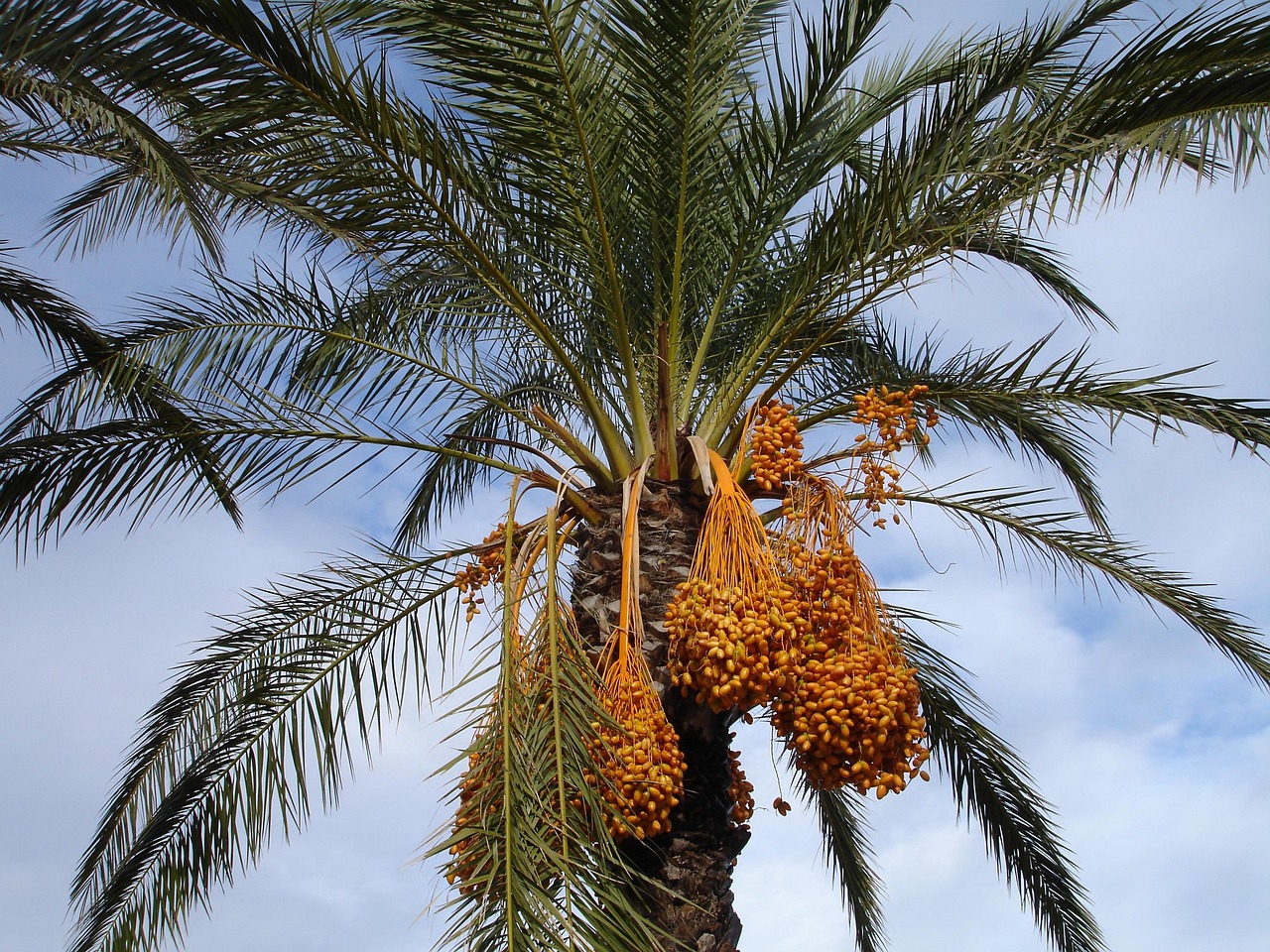 date palm palm tree dates phoenix dactylifera nature fruit seeds plant exotic