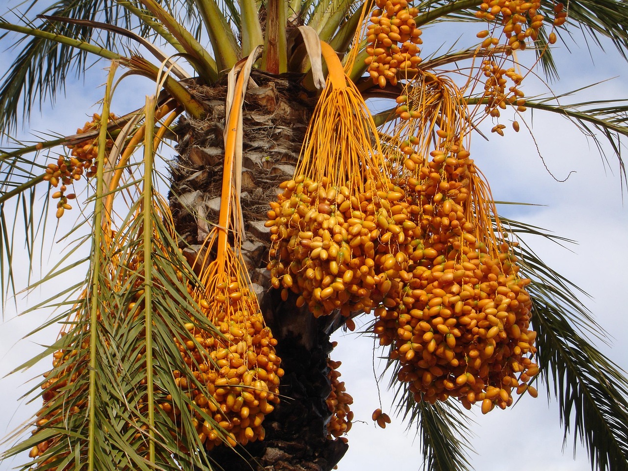 date palm palm tree dates nature phoenix dactylifera fruit seeds plant exotic