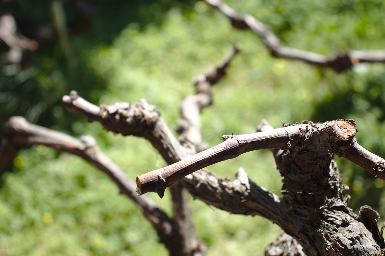 vine vineyard grapes wine harvest viticulture nature georgia agricultural pruning pruning pruning pruning pruning pruning