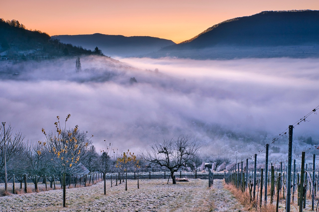 vineyard fog leaves winter rest mist nature mystical sunrise