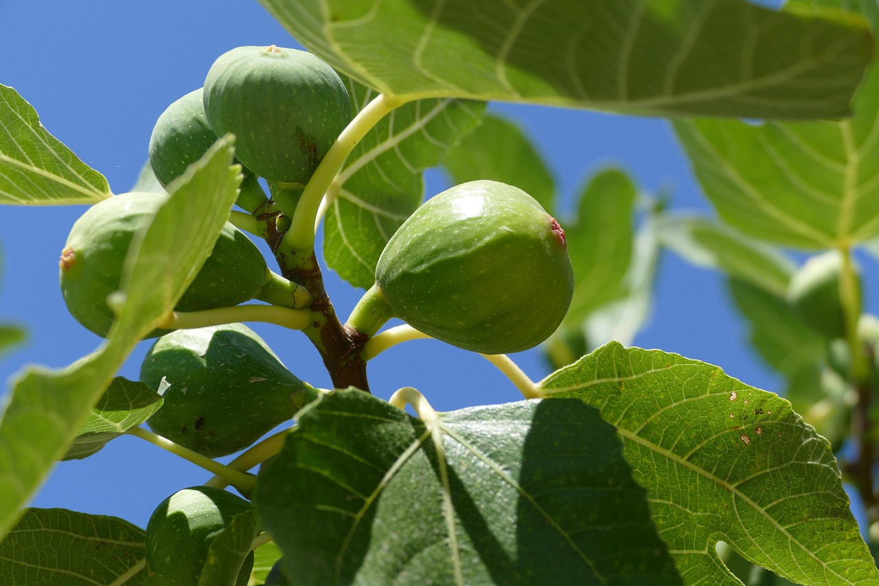 fig tree  fig  close up  fig tree  fig tree  fig tree  fig tree  fig  fig  fig  fig  fig