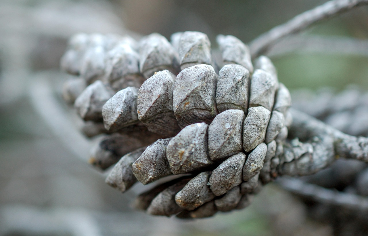 pine cone coniferous pine tree nature fir forest cones winter