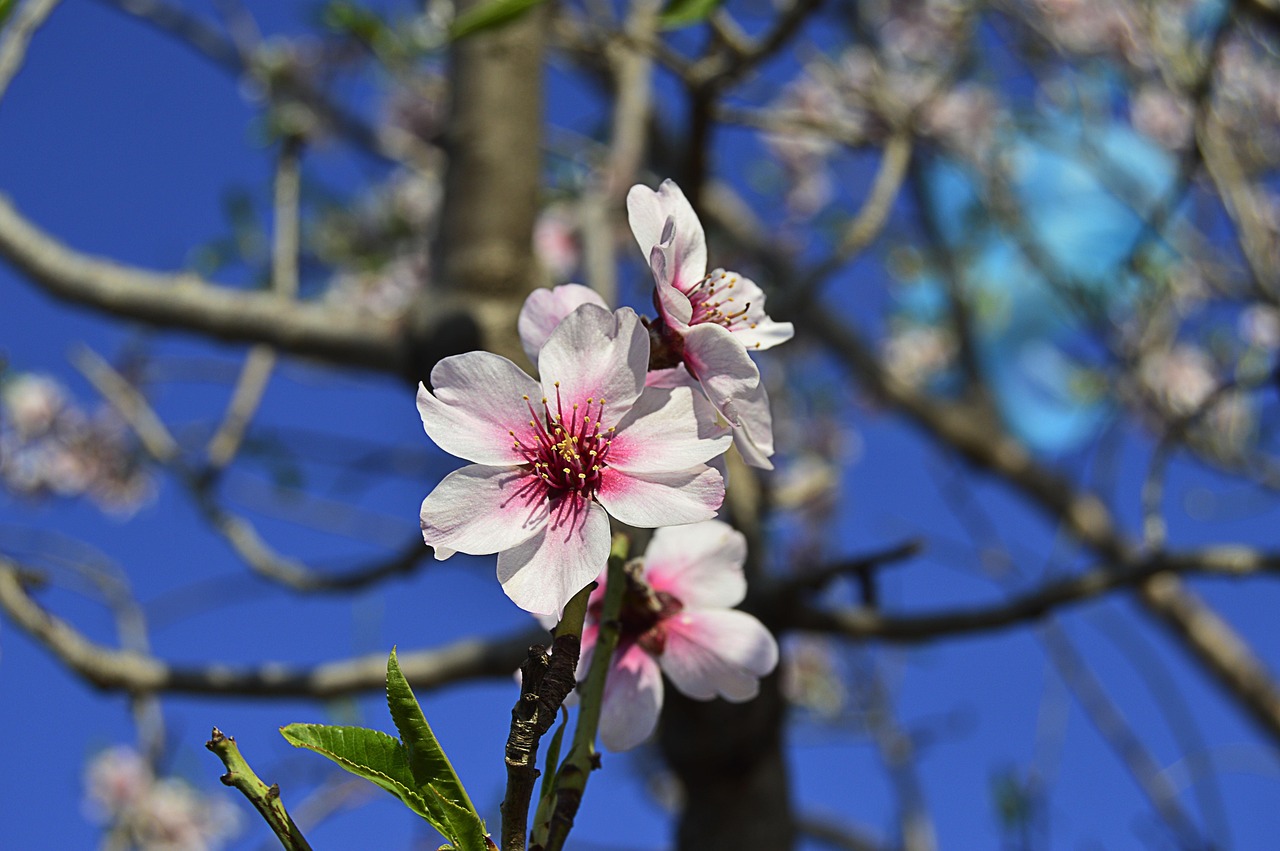 almond blossoms flowery branch almond tree spring almond tree nature february nature flowering flowering almond trees