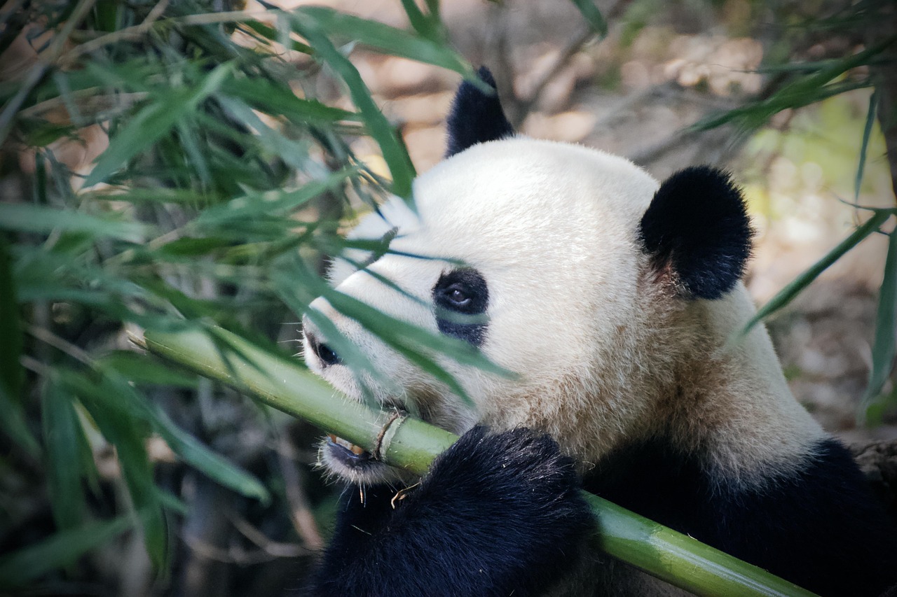 panda pandabear bamboo eating panda panda panda panda panda