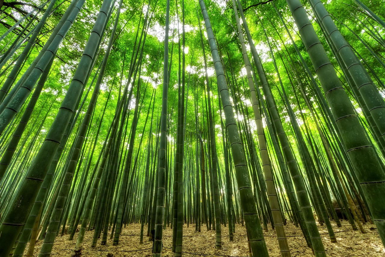 bamboo trees green growth bamboo trees forest bamboo forest jungle nature perspective nature wallpaper afforestation green trees bamboo bamboo bamboo bamboo bamboo bamboo forest jungle jungle jungle jungle