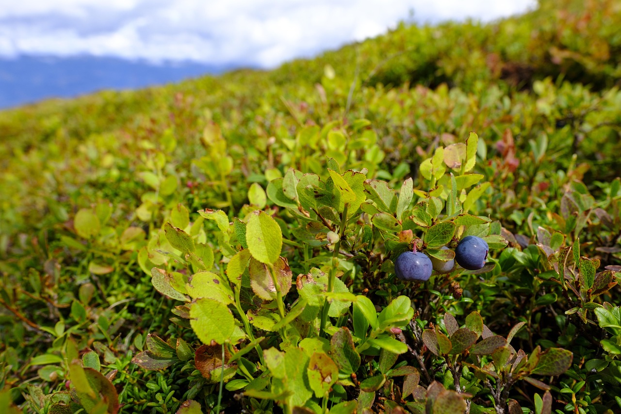 blueberries berry wild blueberry blueberry bush shrub ericaceae fruit healthy vitamins blueberries blueberries wild blueberry wild blueberry wild blueberry blueberry bush blueberry bush blueberry bush blueberry bush blueberry bush