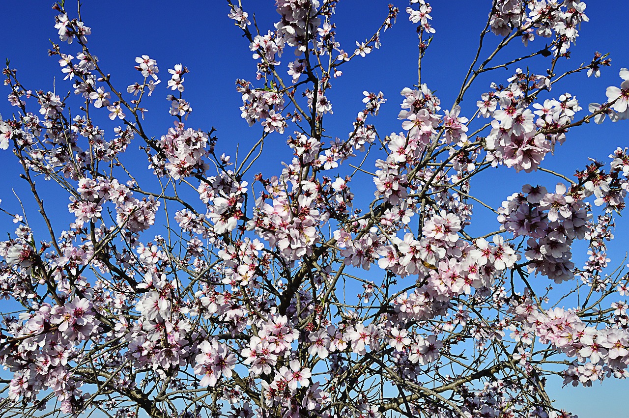 almond blossoms flowering flowery branch almond blossom spring flowering almond trees white flowers nature almond tree nature february