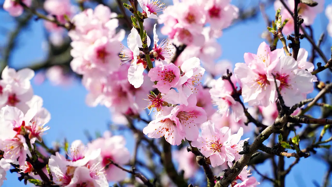 almond tree  blossom  bloom  spring  almond blossom  pink  almond  nature  almond tree  almond tree  almond tree  almond tree  almond tree  almond blossom  almond blossom  almond blossom  almond  almond  almond