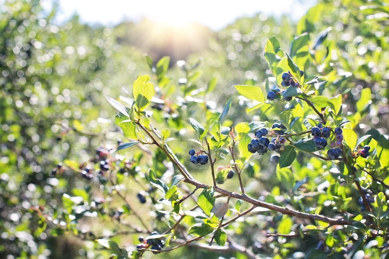 blueberries bush nature blueberry berry healthy food organic blue fruit plant summer fresh sweet growing green nature green food green summer green plant green healthy green fruits green plants blueberries blueberries blueberries blueberries blueberry blueberry blueberry blueberry blueberry