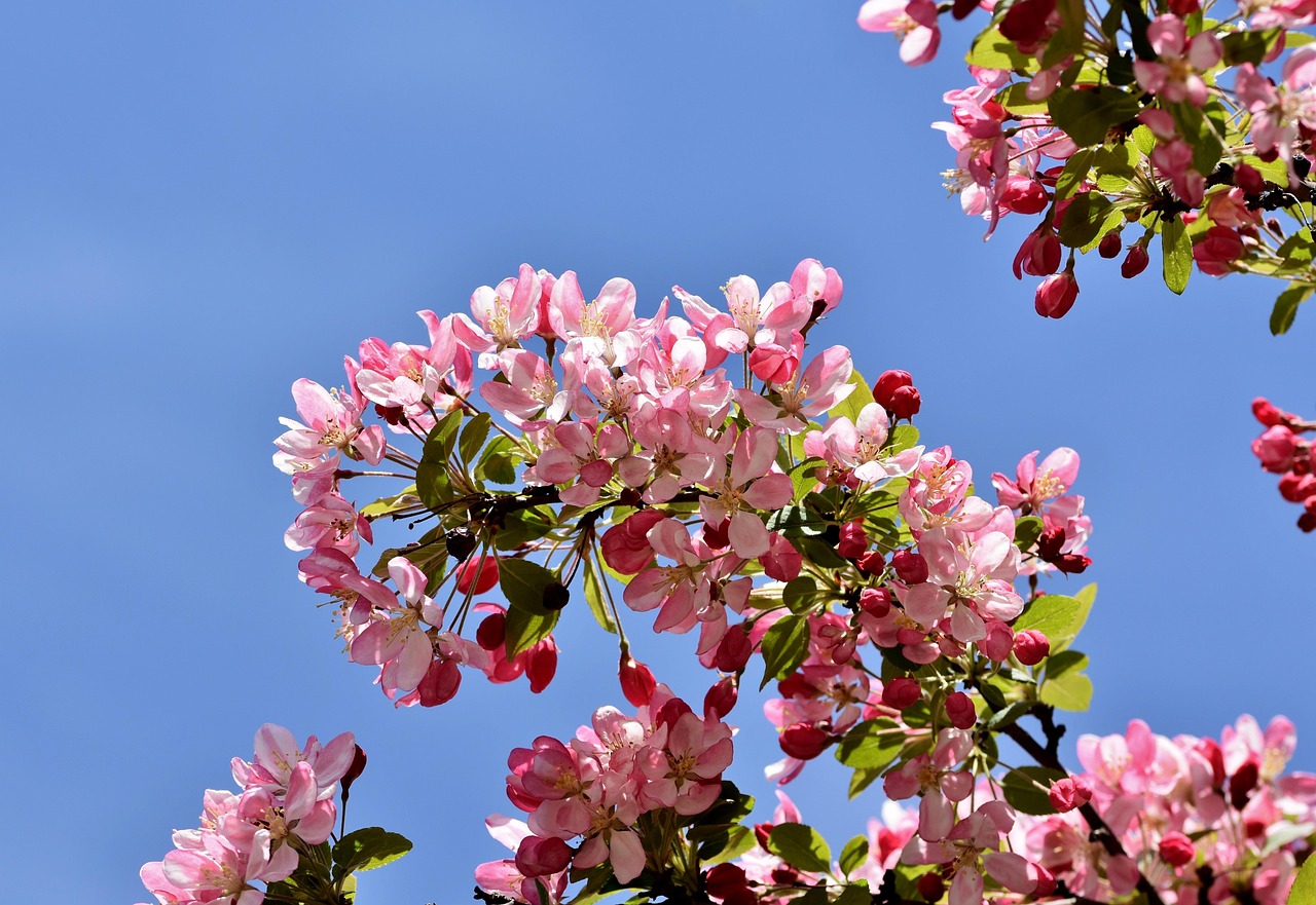 crabapple tree embellishment ornamental fruit wild apples blossoms tree blossoms tree branch garden nature