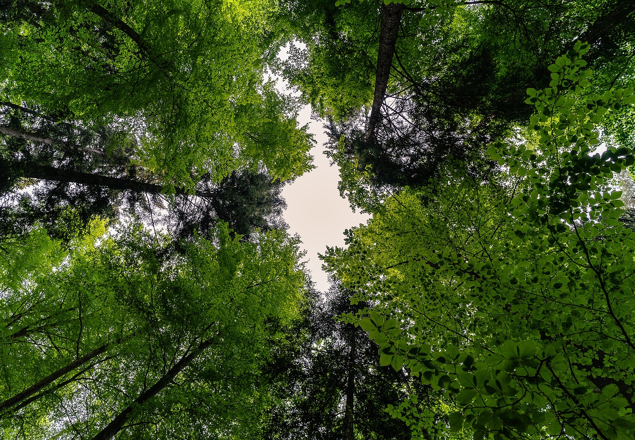 forest nature landscape trees forests green leaves spring summer canopy foliage leaves idyll idyllic forest forest forest forest forest trees green spring canopy canopy