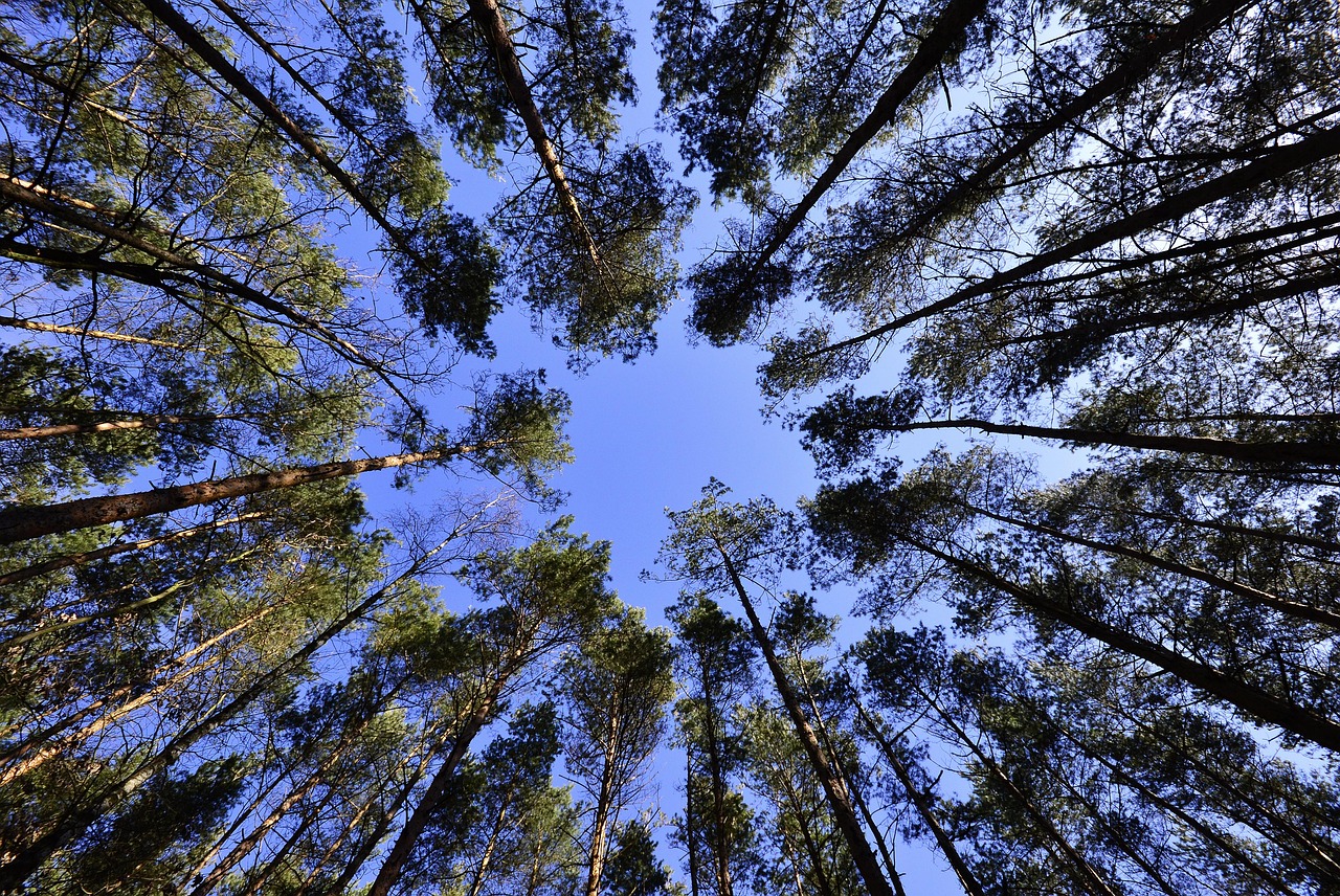 forest trees tree canopy foliage greenery plants flora nature forest forest forest forest trees trees trees trees tree canopy tree canopy greenery greenery greenery greenery greenery
