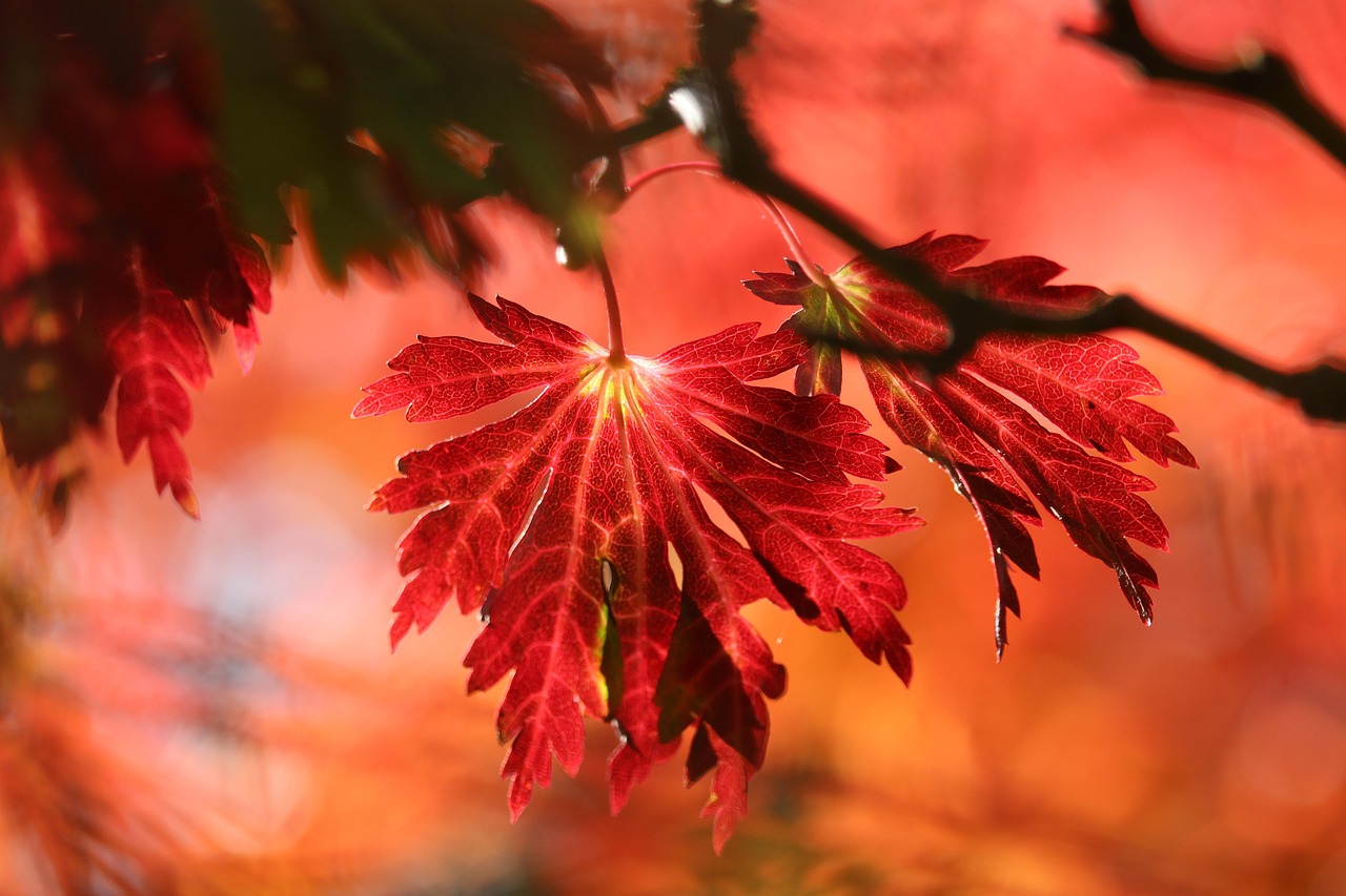 leaves tree fall branch plant flora forest nature close up autumn colors fall fall fall fall fall forest nature