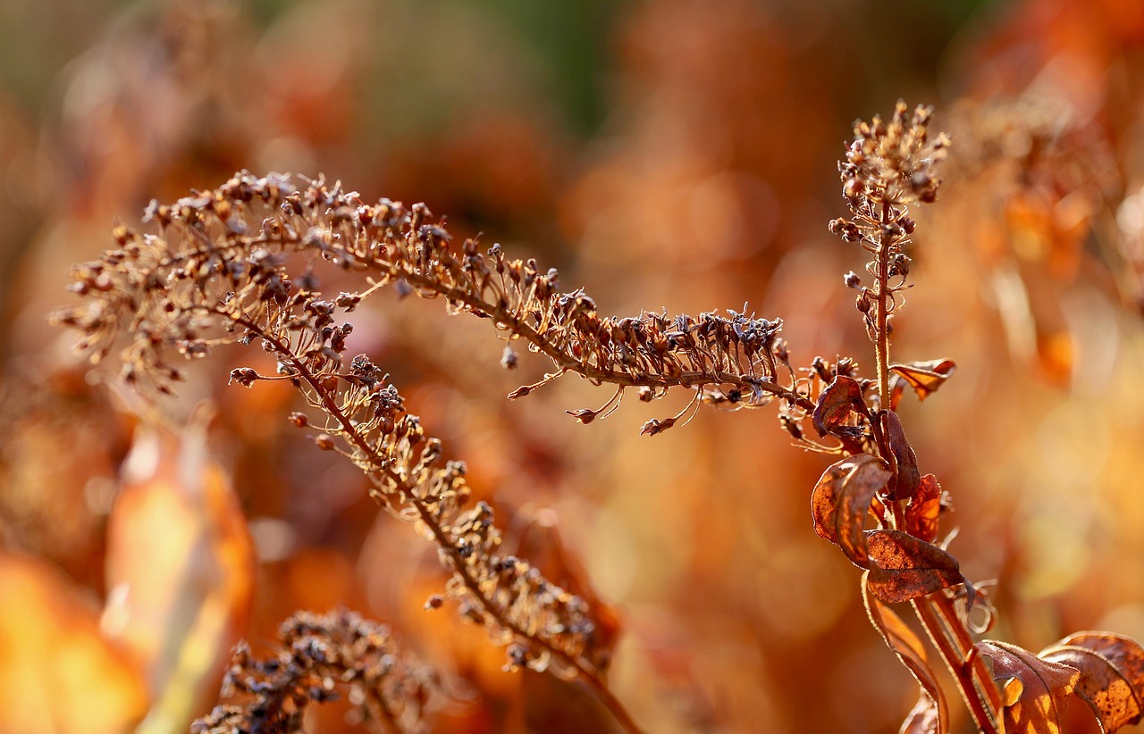 dry plant faded dried fall nature dry close up dried up autumn color autumn colors