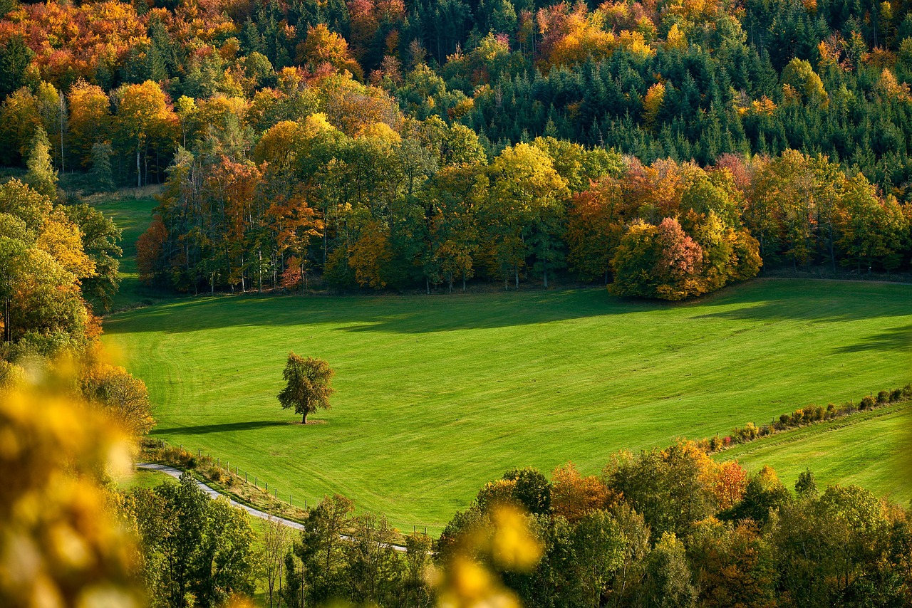 field trees fall autumn mood autumn color fall color meadow hill mountain landscape forest nature fall fall autumn autumn autumn hill mountain mountain forest forest forest forest forest