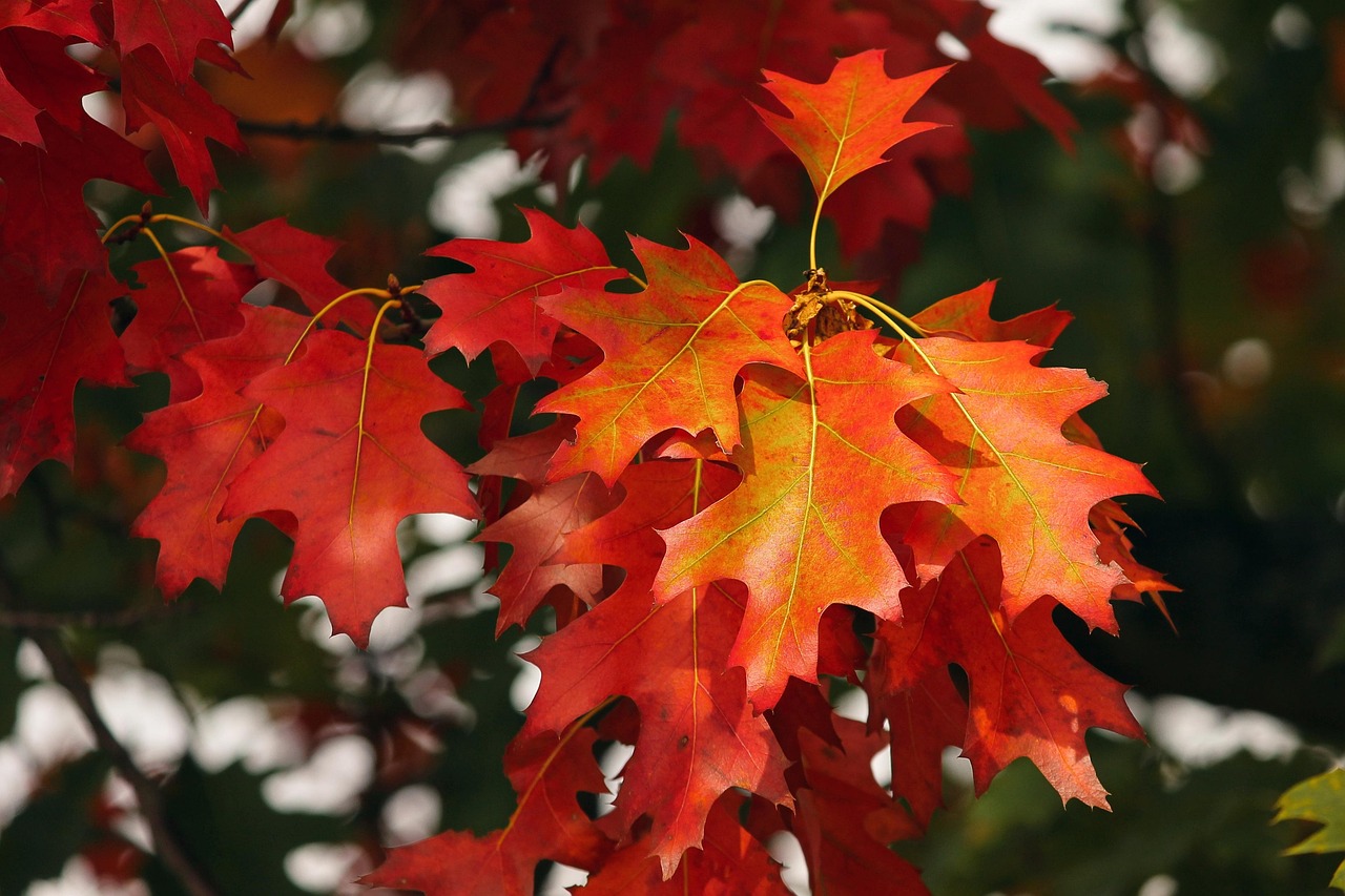 orange  leaves  autumn  forest  fall color  nature  fall leaves  fall  october  autumn  fall leaves  fall leaves  fall  fall  fall  october  october  october  october  october