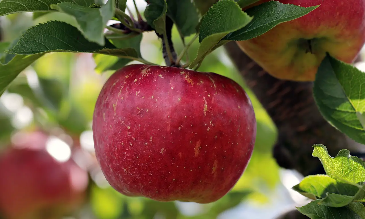 apple  red  red apple  apple plantation  yummy  fruit  vitamins  fresh  nature  healthy  ripe  pome fruit family  apple trees  orchards  trees  fruit trees  fall  harvest  harvested  apple  apple  apple  apple  apple