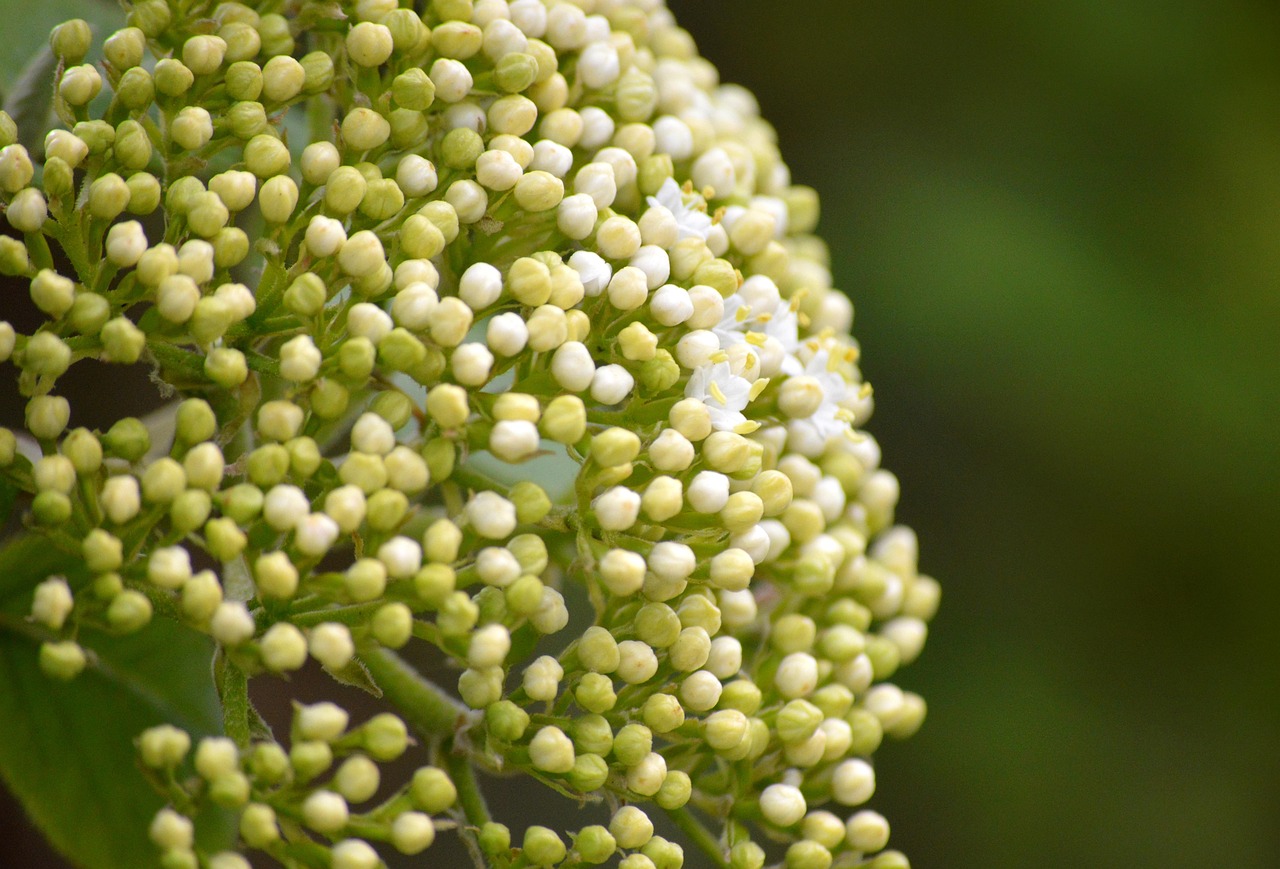 elderflower  elderberry buds  elder  shrub  blossom  bloom  sambucus nigra  sambucus  bush  ornamental shrub  inflorescence  musk herbs  holder bush  inflorescences  holler  black elder  white green  branch  remedies  elderberry blossoms  white