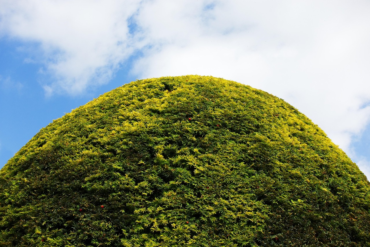 hedge round topiary mound shape nature form green outline hill bump top peak garden formal prune