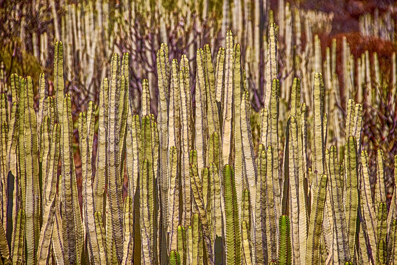 columnar cacti cacti plants nature prickly flora botany cacti cacti cacti cacti cacti nature nature nature flora flora