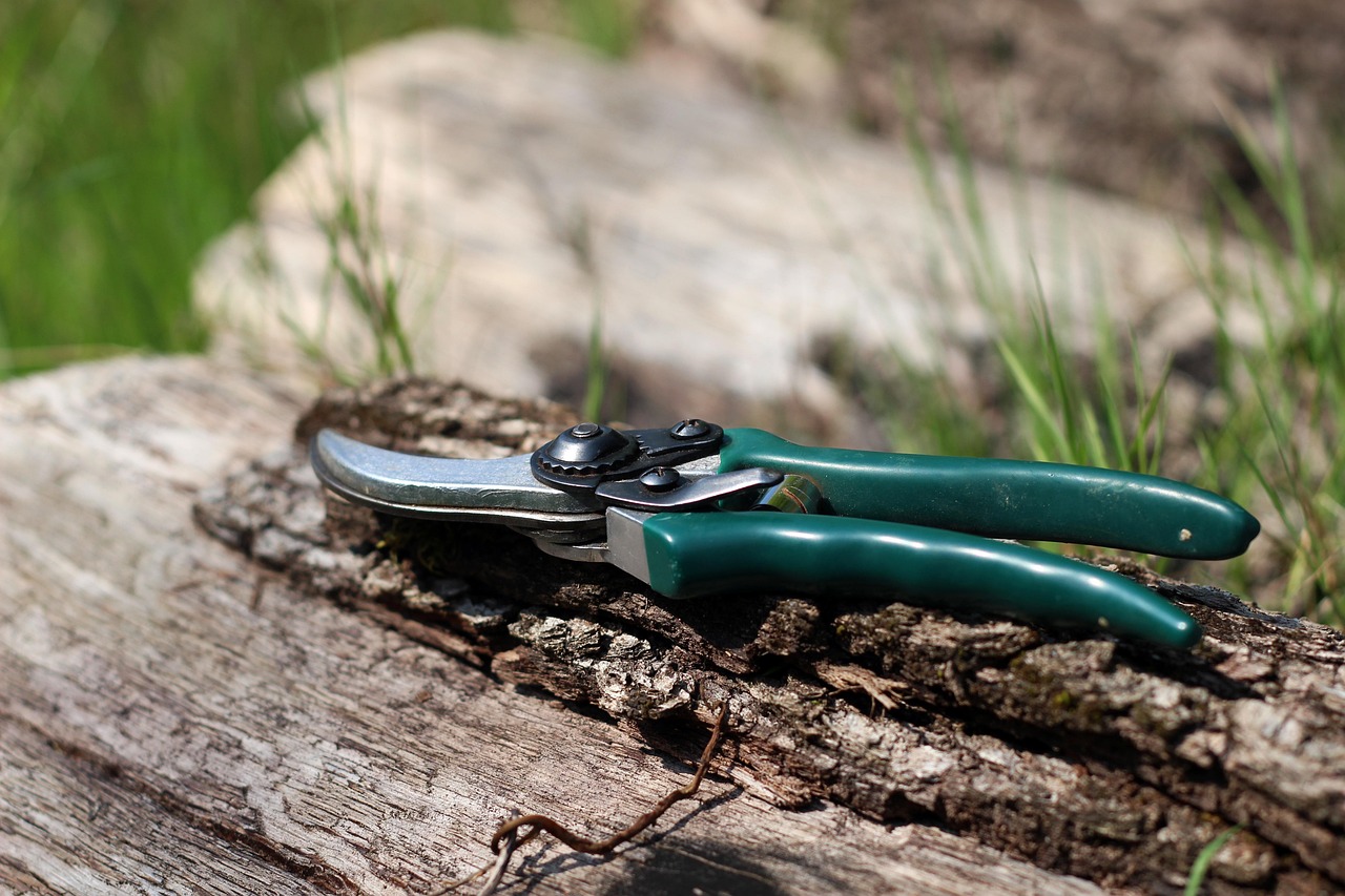 shears  scissors  garden  gardening  vegetable garden  prune  nature  pruning  pruning scissors
