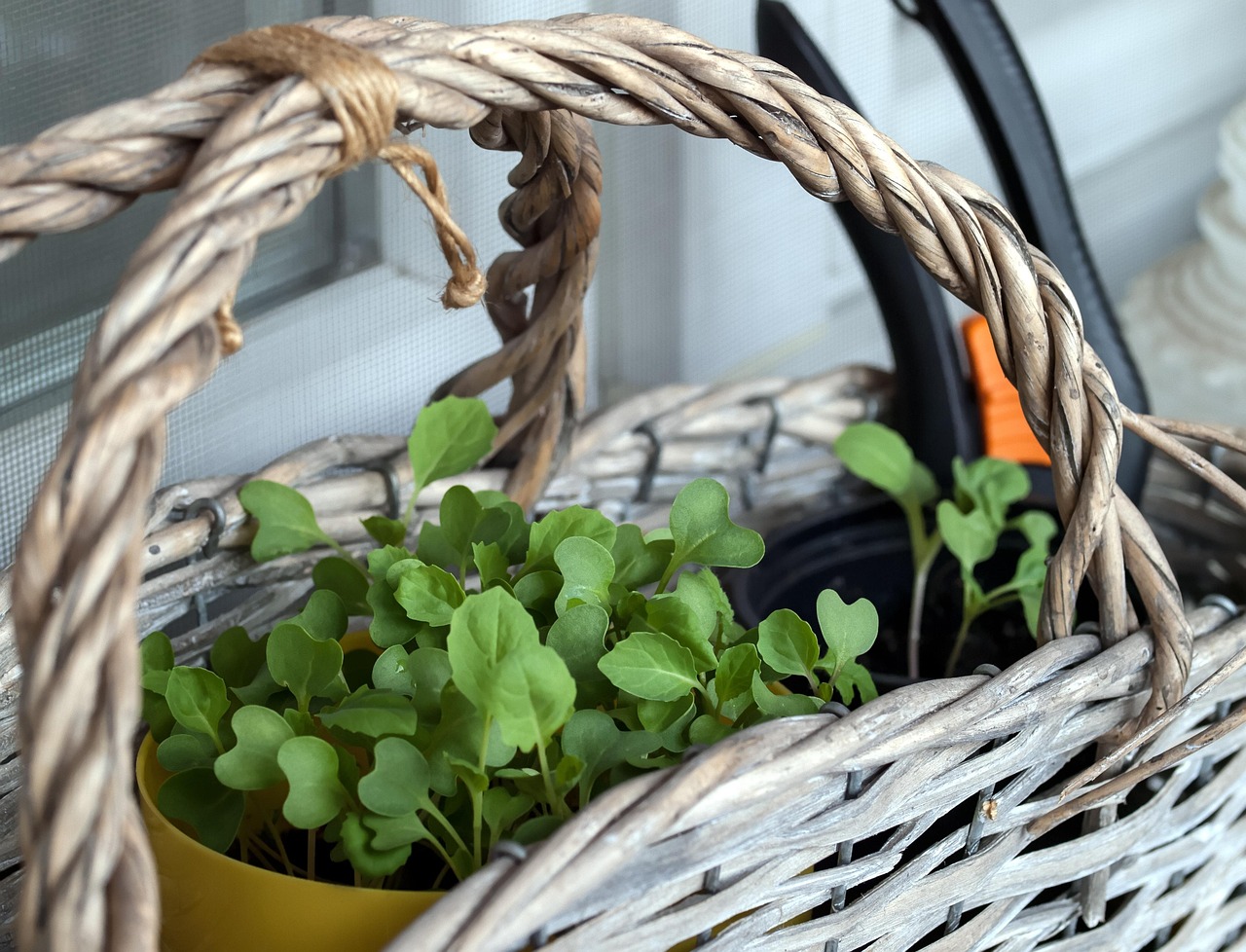 seedling garden gardening spring nature plant balcony-garden basket