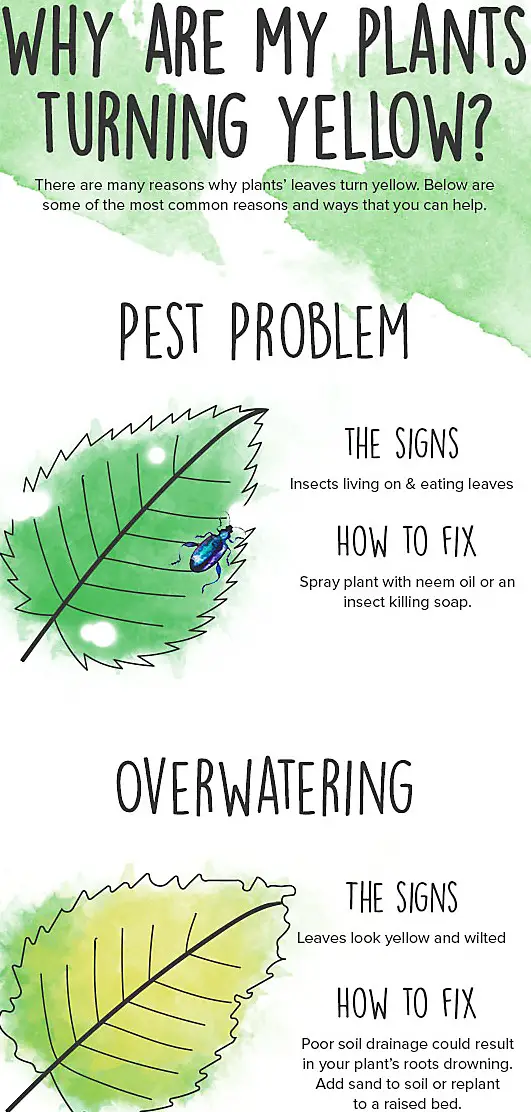 Common Causes of Money Tree Leaves Turning Yellow