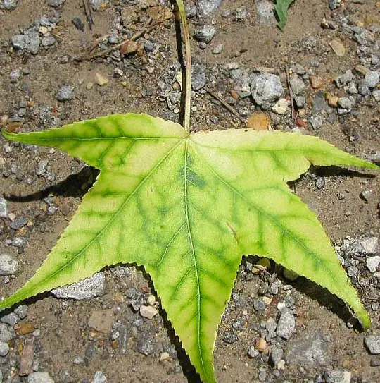 Money Tree Leaves Turning Yellow